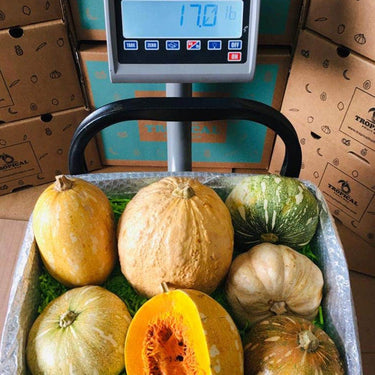 Haitian Joumou Squash Box Tropical Fruit Box Produce Box 00879502004454